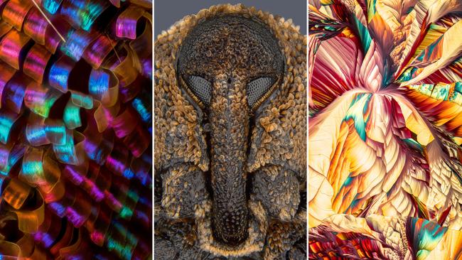 8th Place Portrait of Sternochetus mangiferae (mango seed weevil) Picture: Pia Scanlon