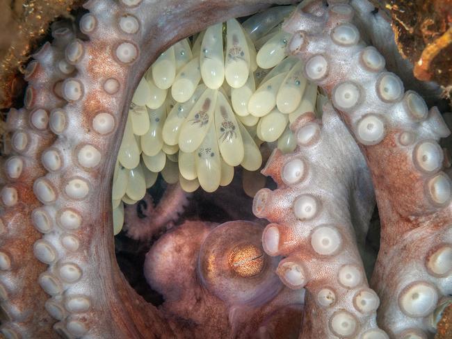 Kat Zhou: A Caribbean reef octopus mother and her eggs. West Palm Beach, Florida