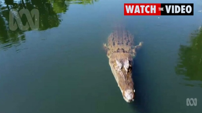 Moment croc attacks drone in mid air (ABC)