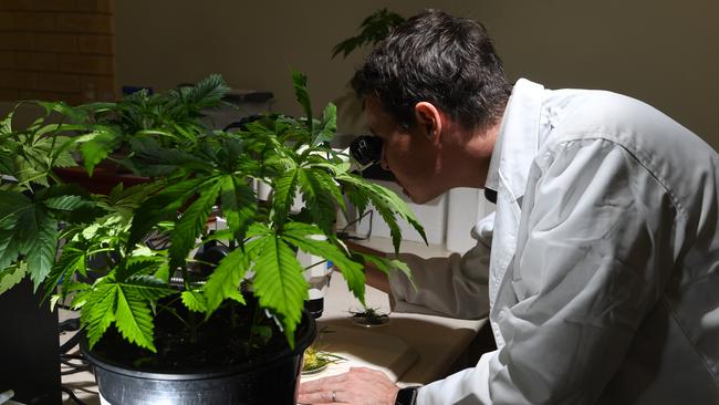 Associate Professor Bronwyn Barkla, Director of the University's Southern Cross Plant science, and Associate Professor Tobias Kretzschmar will help to underpin pioneering research into the medicinal cannabis industry in NSW