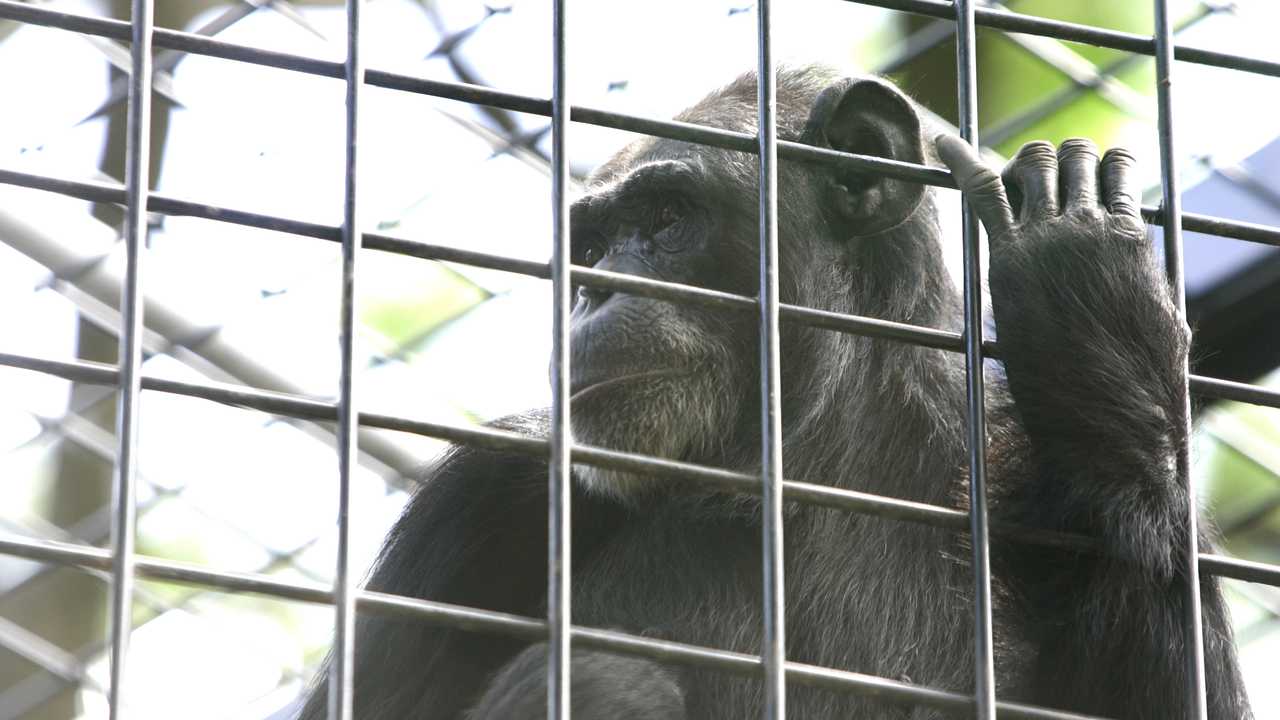 Chimpanzee breaks bullet-proof glass at the Rockhampton Zoo | The ...