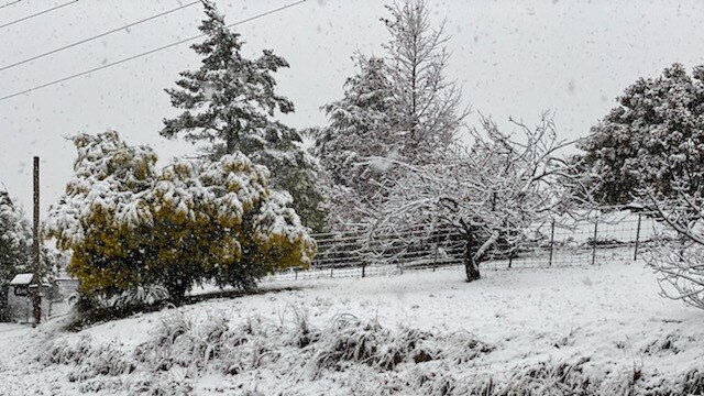 Snow falling thick and fast in Fern Tree, in Hobart, Tasmania on August 4, 2020. Picture: Iain Kelly