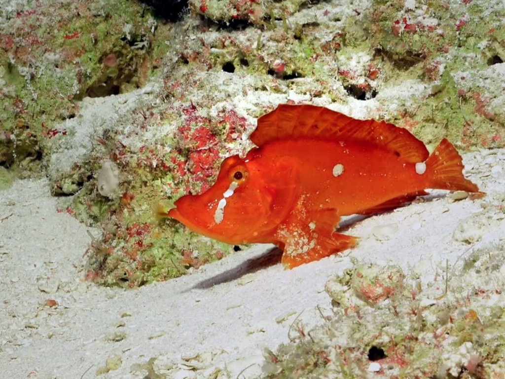 Great Barrier Reef: Extremely rare ‘walking’ scorpion fish recorded in ...