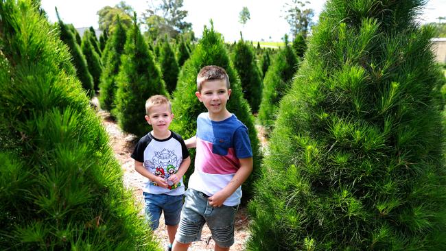 Brothers Oliver and Joshua Pulvirenti search for the perfect Christmas trees at Dural. Picture: Angelo Velardo