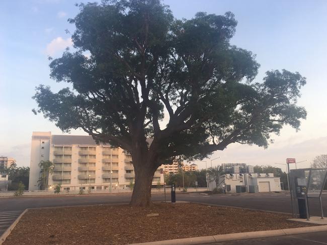 Independent Gerry Wood has raised concerns for the future of a heritage Milkwood tree on the CDU city campus site. Picture: Gerry Wood