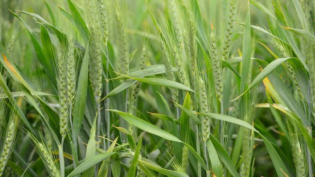 Bumper start: VFF grains vice-president Craig Henderson, who farms near Berriwillock, has received about 98mm of rain from the start of April.