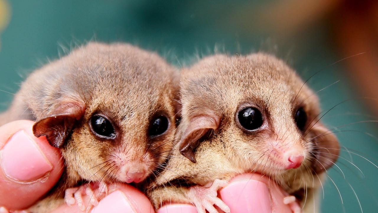 A Giant Possum-Eating Spider Exists in Australia and It's Terrifying