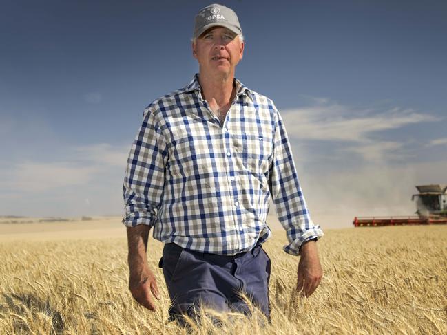 Grain Producers SA director Adrian McCabe in a wheat field near Tarlee, not happy that SA is still the only State where GM crops are not allowed. 24 November 2019. (AAP Image/Dean Martin)