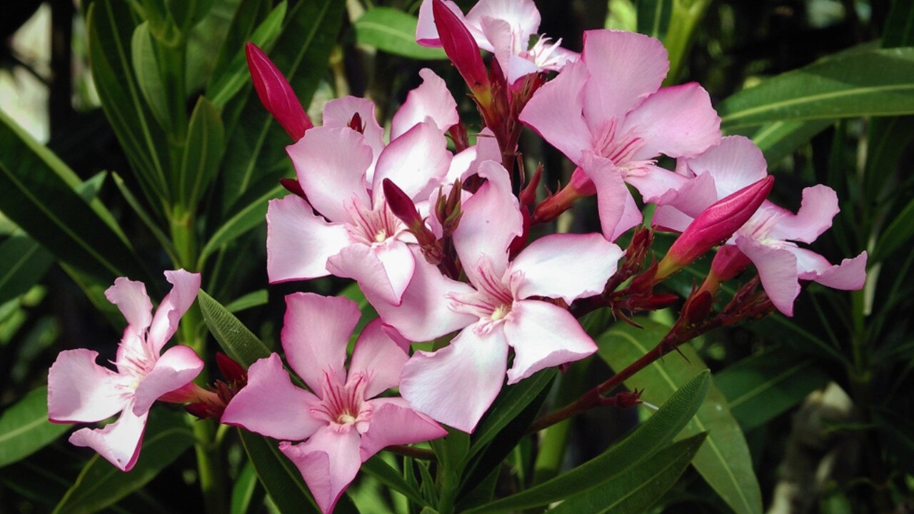 Oleander – Nerium oleander. Picture: Alvesgaspar