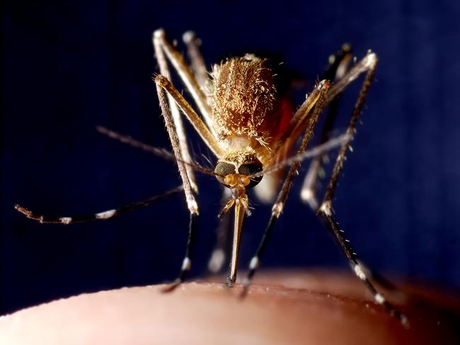 Mosquitos are seen as the main culprits to the infection’s spread. Picture: iStock