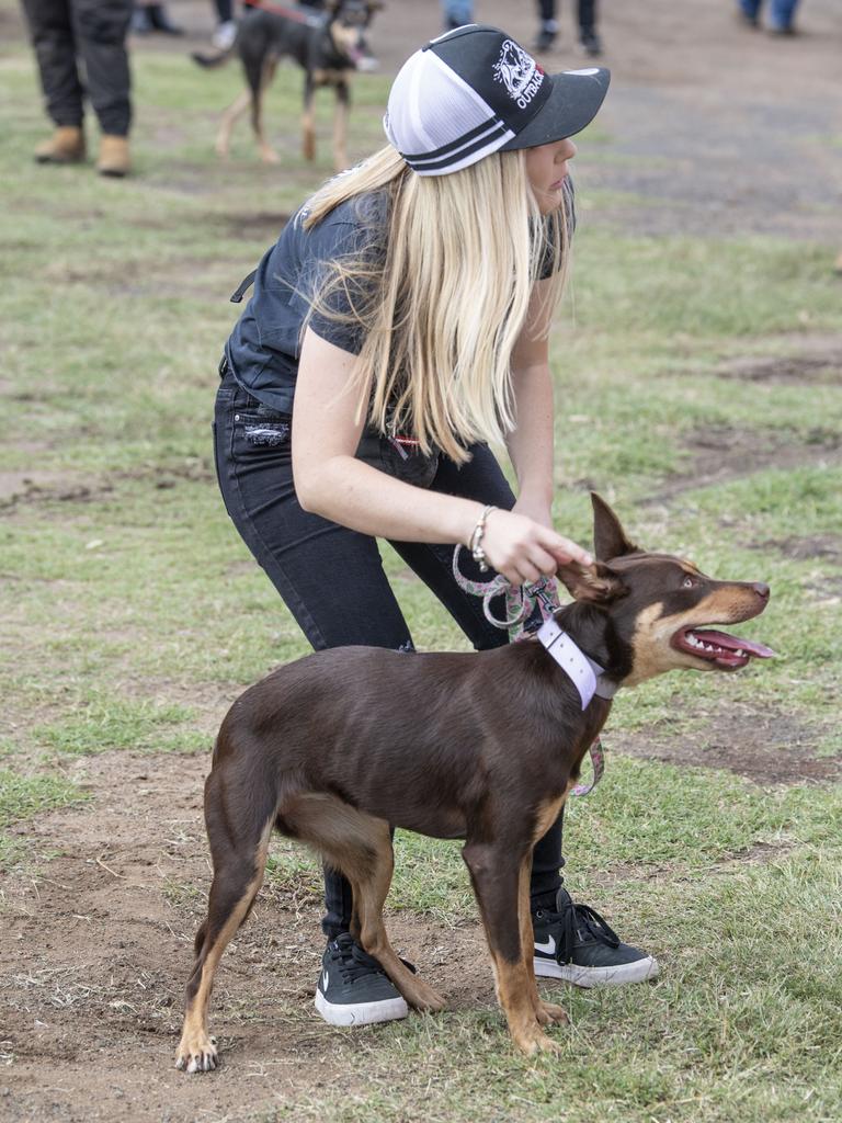 Sarah Lemasurier and Tig the kelpie size up the K9 Super Wall on day 3 of the Toowoomba Royal Show. Sunday, March 27, 2022. Picture: Nev Madsen.