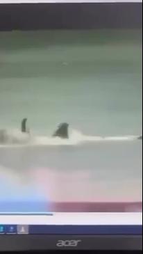 Footage of shark attack allegedly leaked from NSW Police desktop