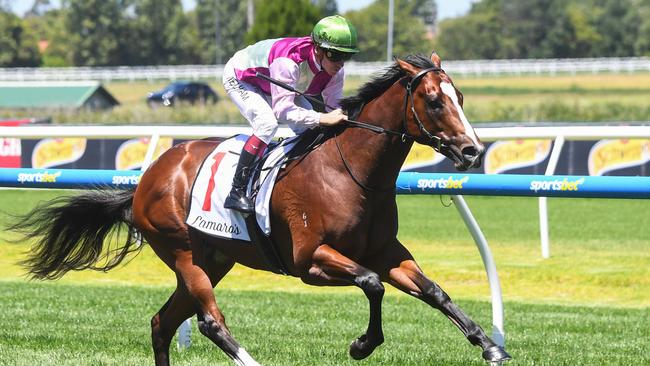 Impressive colt Coleman earned more than $1m for connections in an outstanding two-year-old season. Picture: Racing Photos via Getty Images