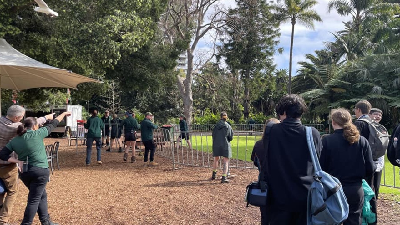 Zoo-goers had to be evacuated from parts of Perth Zoo on Tuesday after the silvery gibbon's escape. Picture: Bell Tower Times.