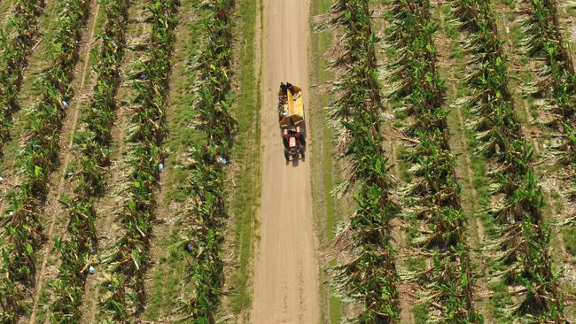 Ten anniversary of Cyclone Yasi. Destroyed banana plantations in the Tully valley north west of Tully after Cycone Yasi. Picture: Evan Morgan