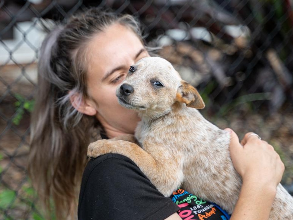 The RSPCA has introduced ‘virtual adoptions’, as lonely Aussies rush to adopt pets amid the pandemic. Picture: Supplied.