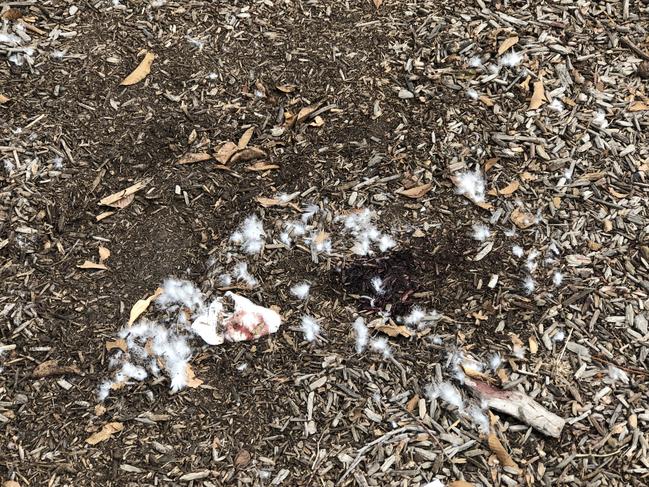 Blood and a bloodied gauze bandage was left at the scene. Picture: Supplied