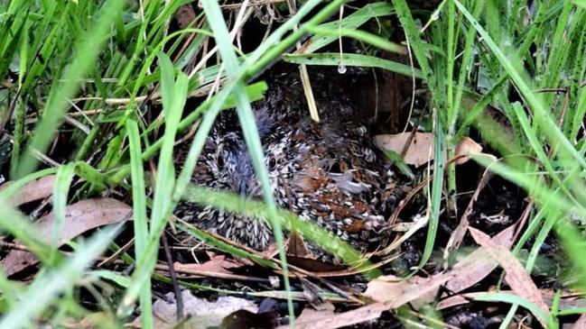 A picture posted by John Young on his Facebook page in January of what he labels a painted buttonquail on its nest