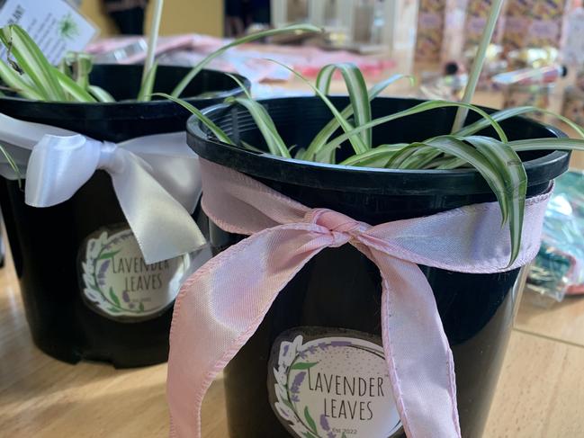 Plants from Lavender Leaves.