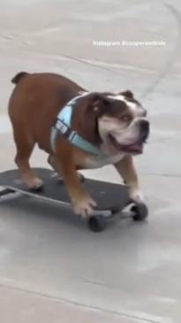 Bulldog spotted skateboarding in Bondi beach