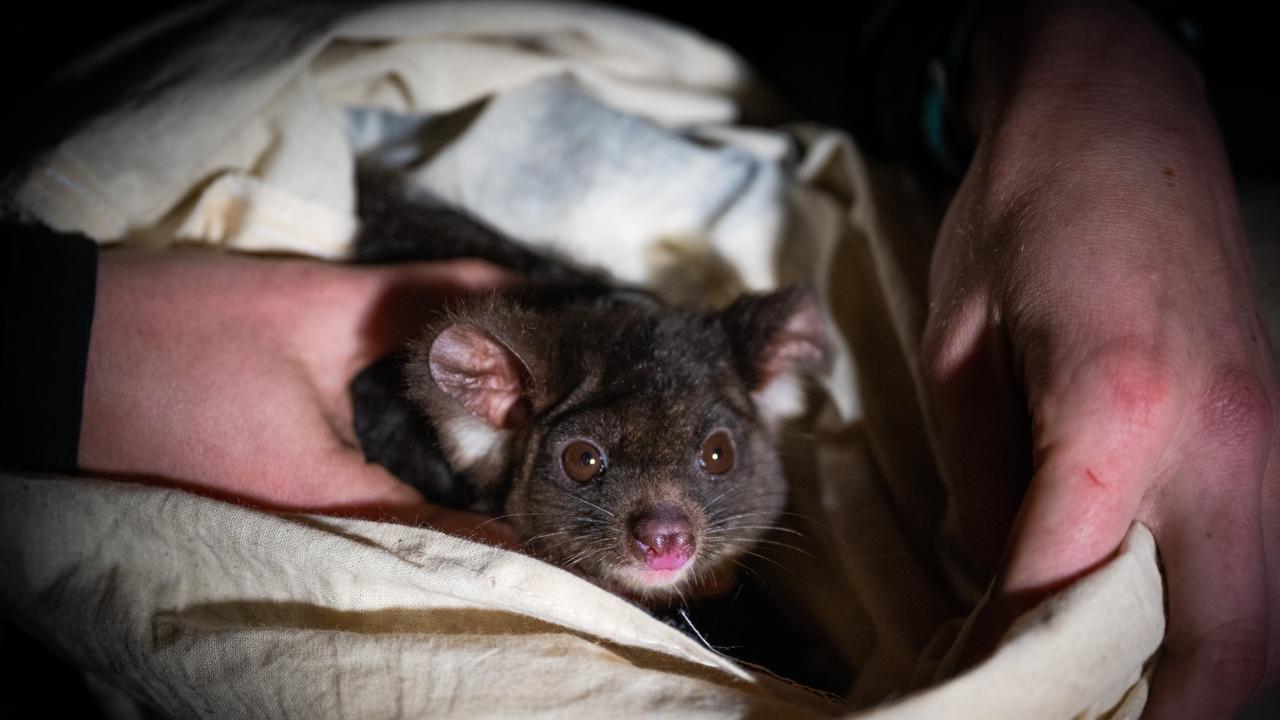 WWF-Australia partnered with The University of Sydney to deploy GPS collars on greater gliders. Picture: WWF-Australia / Oliver Risi