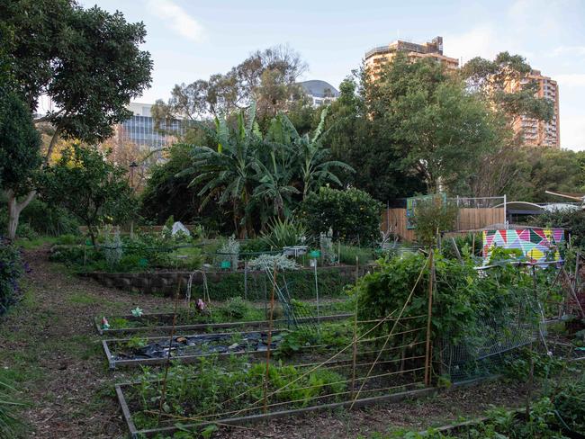 High-rises can be seen behind Waverly Community Garden at Bondi Junction. Picture: Monique Harmer