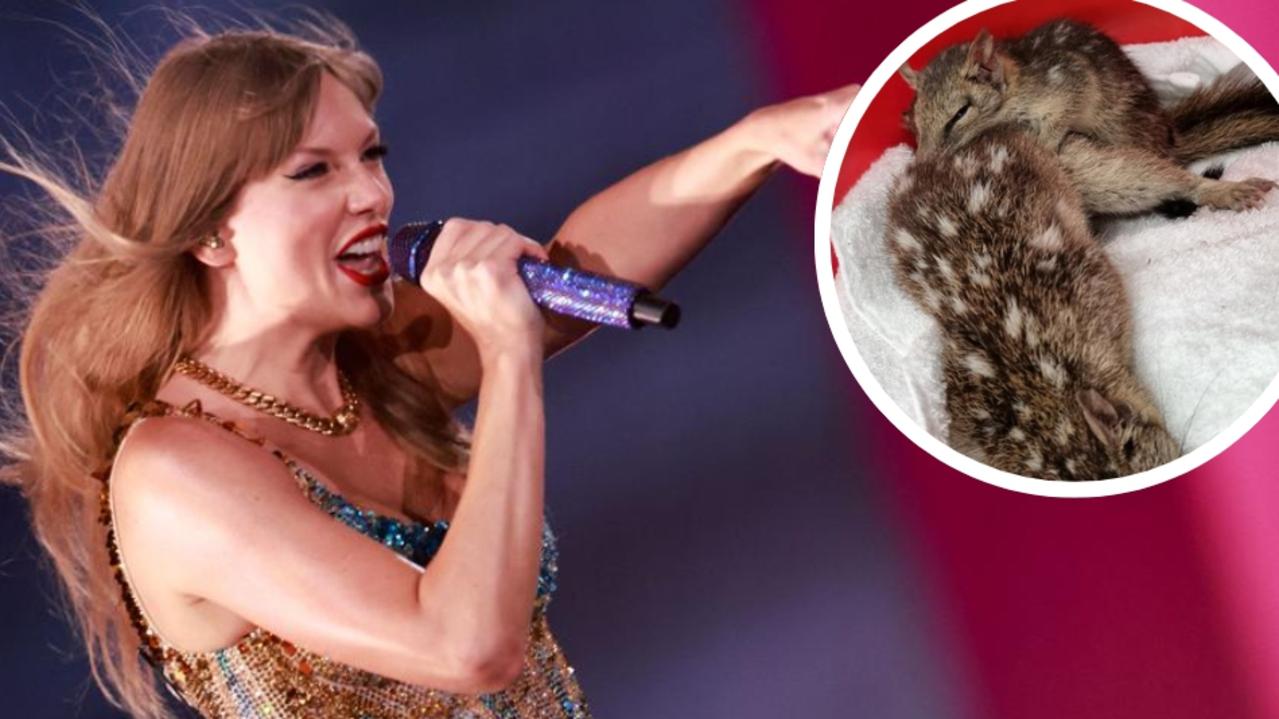 Endangered Far North quolls challenge Taylor Swift for ARIA Chart supremacy  | The Cairns Post