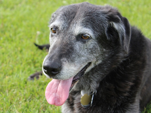 The clinical trial is looking for dogs suffering from osteoarthritis. Picture: iStock