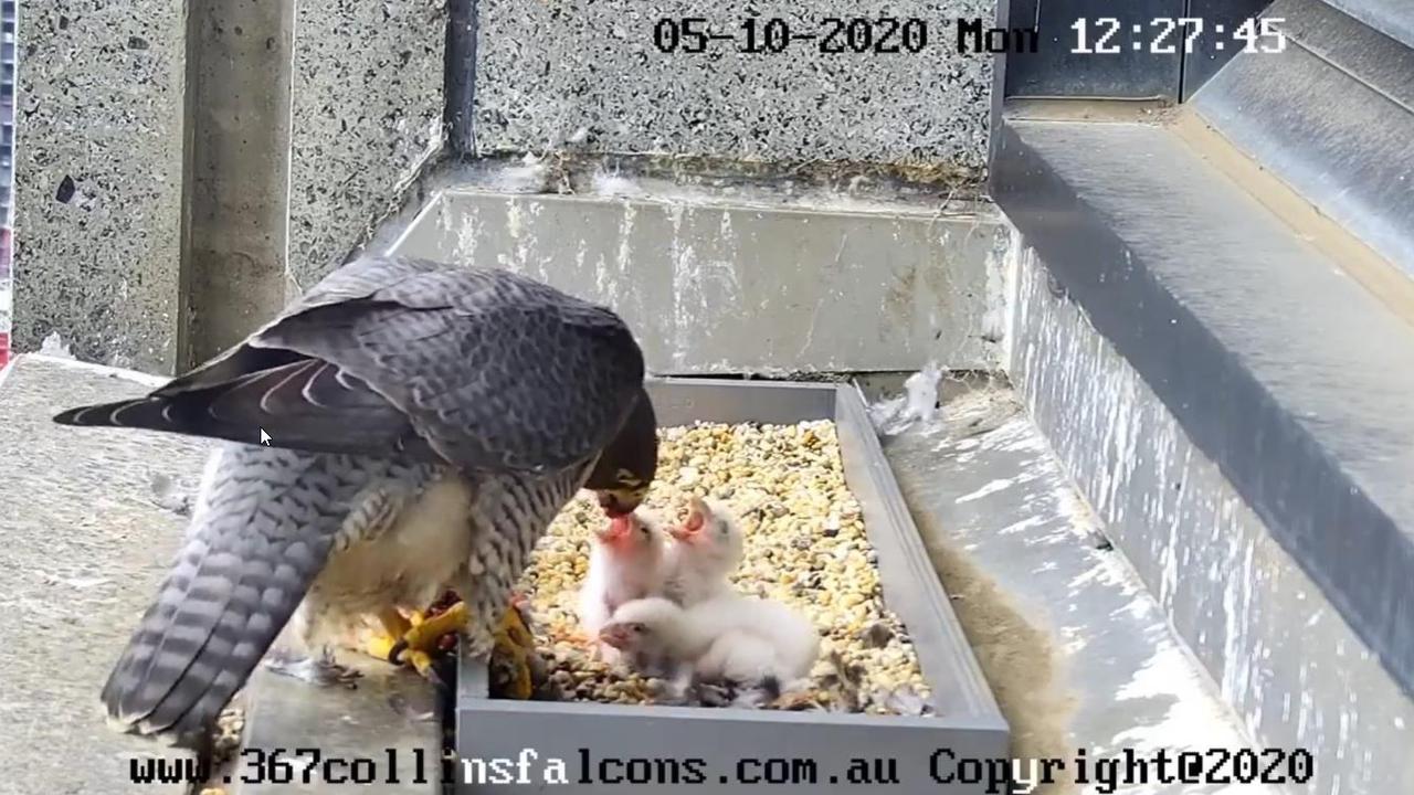A peregrine falcon parent feeds its new chicks from its mouth at 12.27pm on Monday, October 5. Picture: Facebook/367 Collins Falcon Watchers