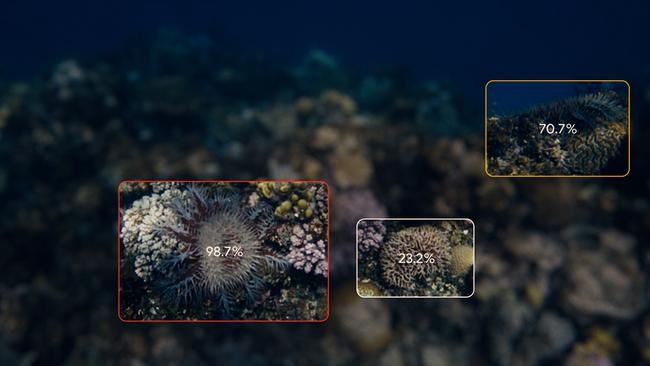 AI software can identify more crown of thorns starfish than human divers, according to CSIRO tests.