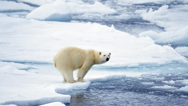 A polar bear on the ice flow has become an iconic, but overused, image representing climate change. Picture: istock