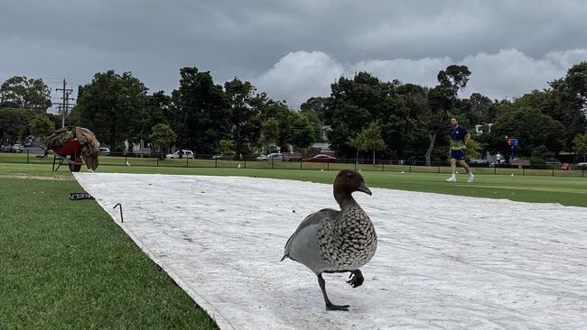 VSDCA: Caulfield v Malvern. The cricket game was interrupted by rain. Picture: Valeriu Campan