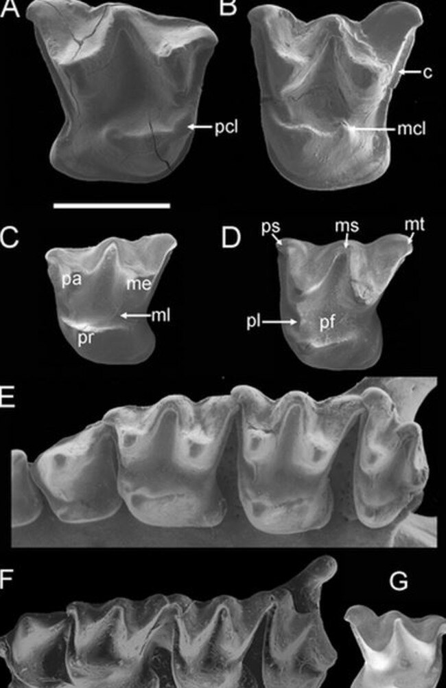 Findings ... the upper teeth of extinct and extant mystacinid species. Picture: PLOS ONE