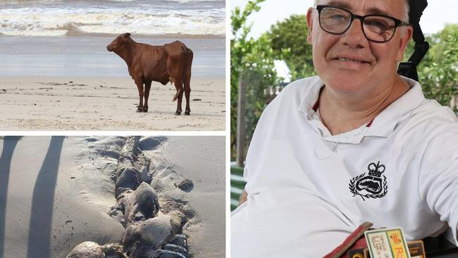 Many weird and wonderful items have washed up on Queensland beaches over the years including a cow, wallet and a 'mermaid skeleton'.