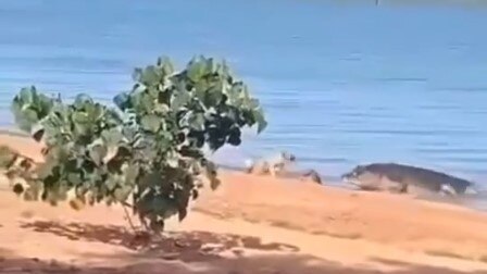 A small dog has been snatched by a huge croc near Weipa. Picture: Supplied