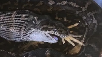 Watch: Massive snake devours chicken dinner