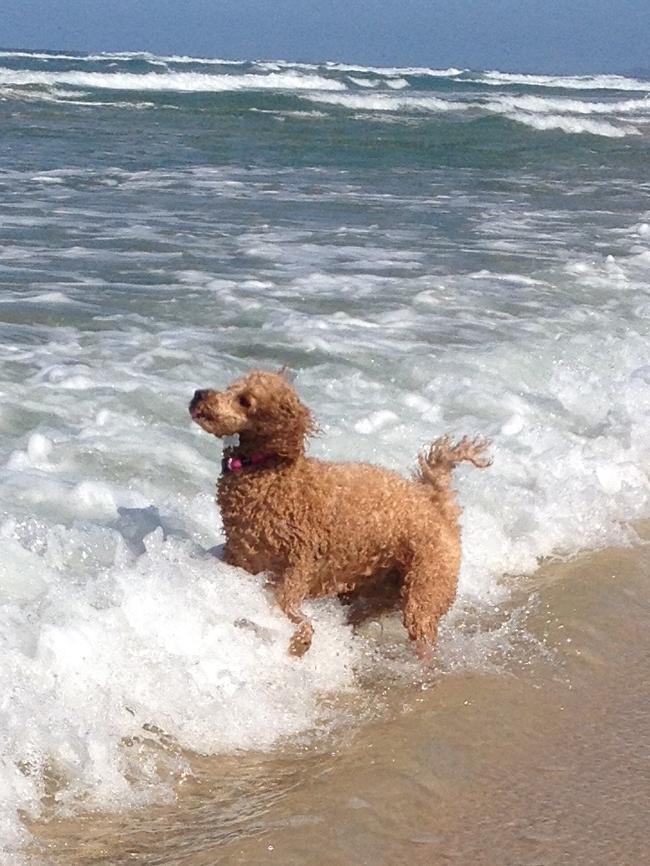 ROXY: The energetic two-year-old poodle can often be spotted bounding through the waves at the Spit dog beach.