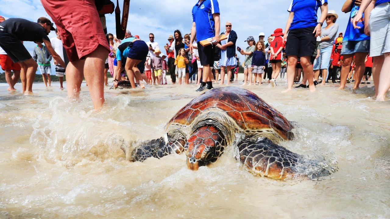 Heading back to the ocean, two Green Turtles are released by Sea World at FIngal beach .