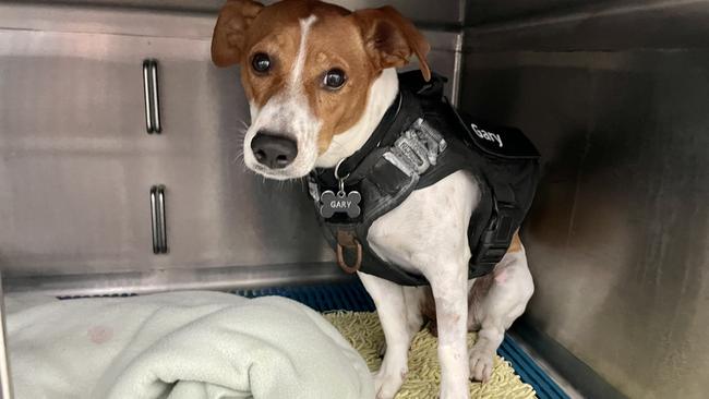 Gary the 2.5-year-old Jack Russell terrier was well cared for at Northern Beaches Veterinary Hospital after being mauled by a larger dog in a shocking attack at Blacks Beach on the morning of June 16, 2022. Picture: Janessa Ekert