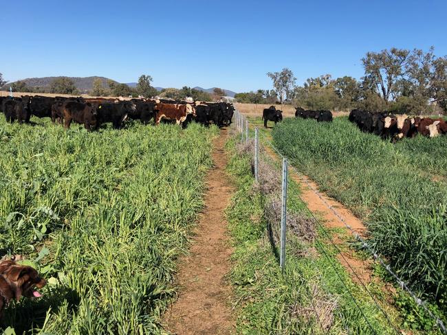 Wilmot Cattle Company has introduced rotational grazing at its northern NSW properties to convert extremely degraded cropland back into pasture.