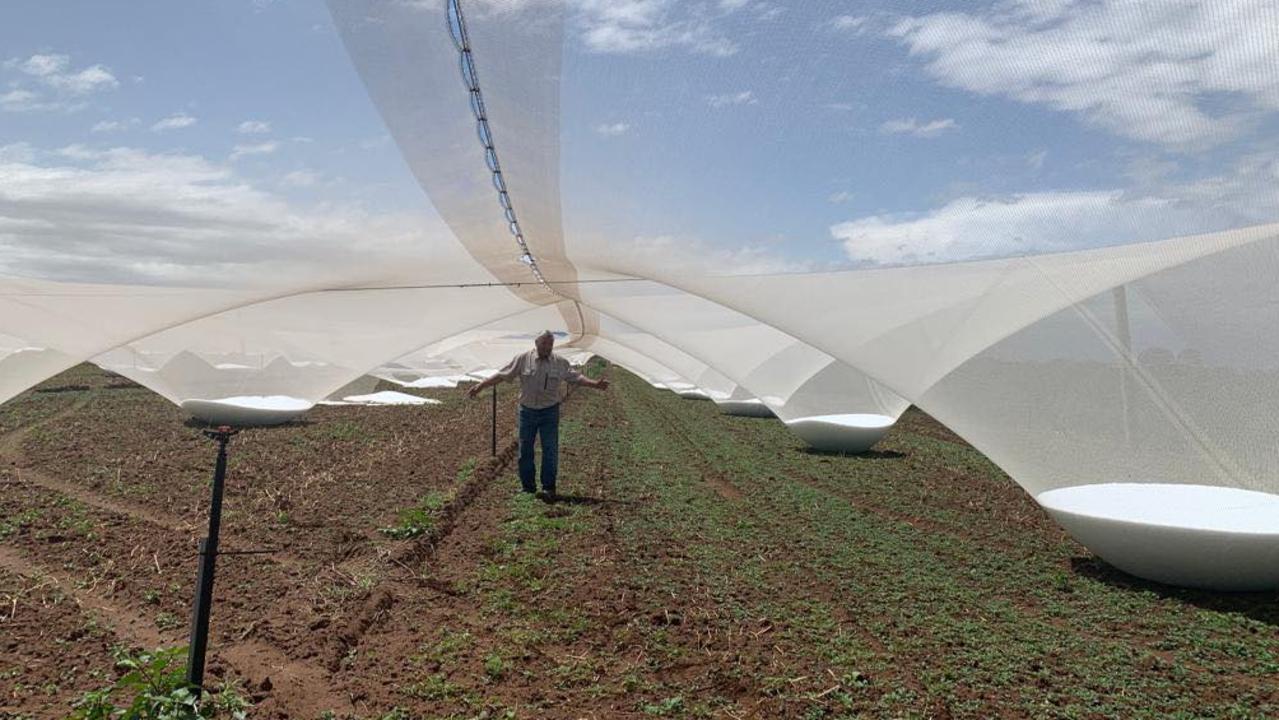 Huge piles of hail caught in nets at Lettuce King Joe Giangregorio’s property Rainbow Fresh at Lewiston. Picture: Rainbow Fresh