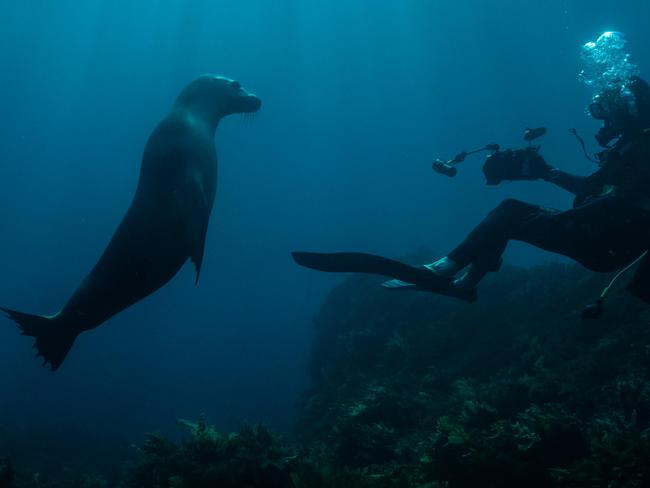 A diver from Rainbow Warrior III comes face-to-face with a curious seal off Ceduna Michaela Skovranova .