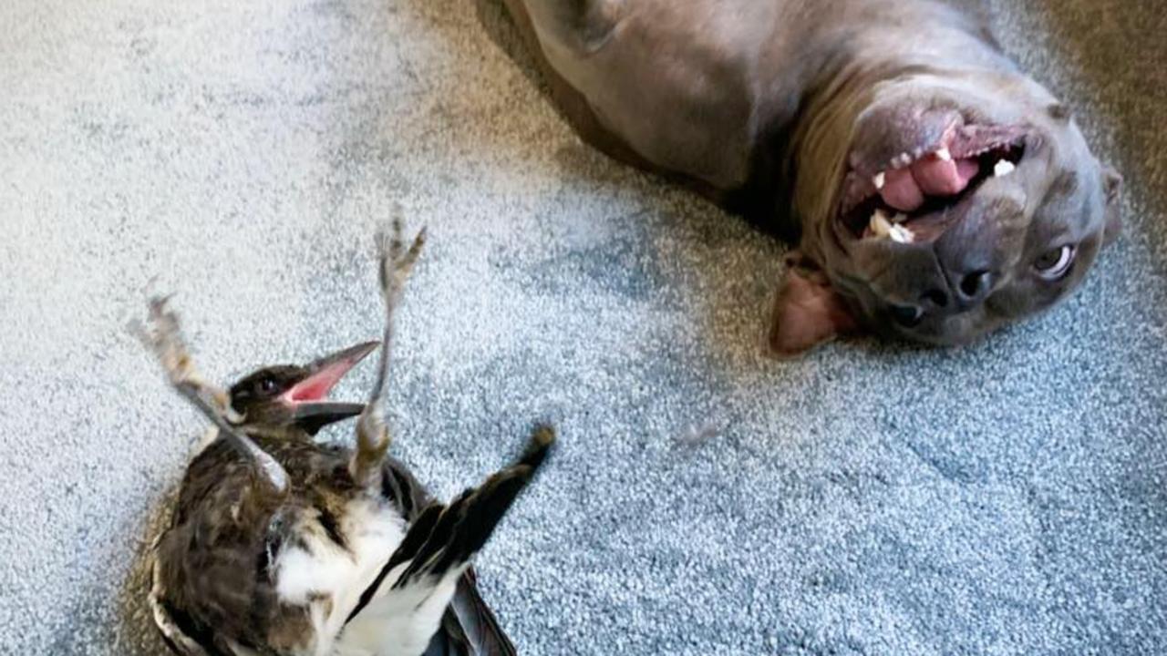 There may be nothing better in this world than rolling on the floor laughing with your best buddy – but Insta-famous pets Peggy and Molly were separated by rules designed to protect native animals, after their unusual living arrangement was found to be “unlawful”. Picture: supplied