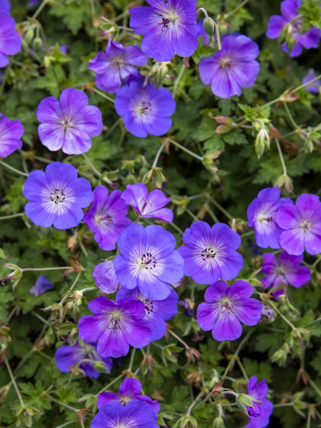 Geranium ‘Rozanne’ (Rozanne geranium)