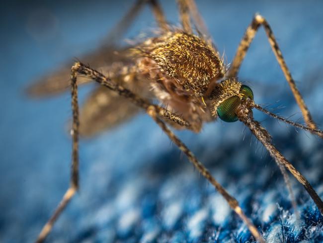 ‘Alarming’: Urgent mosquito warning