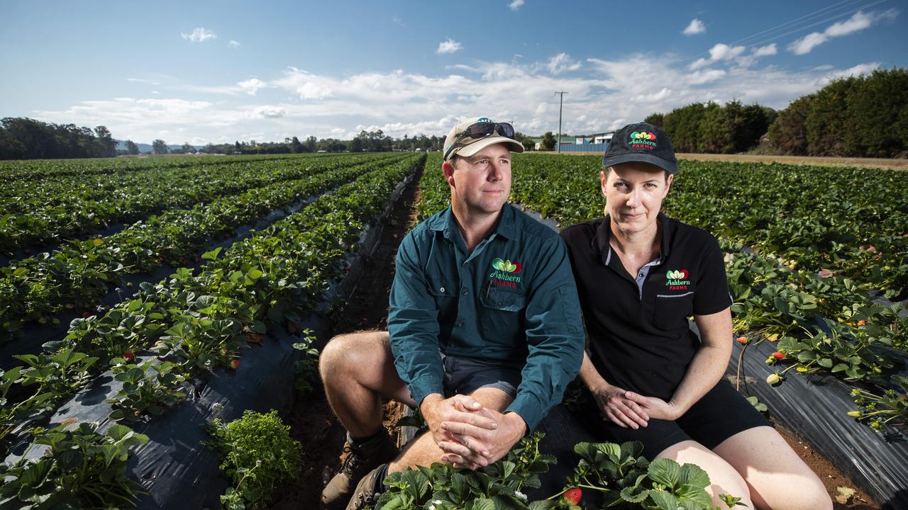 Brendan and Ashley Hoyle on their strawberry farm Ashbern Farms. Picture: Lachie Millard