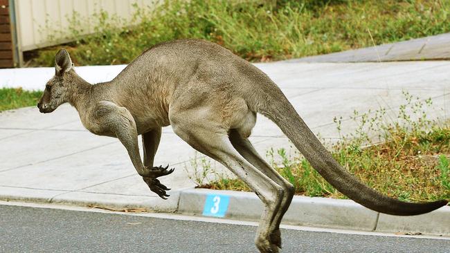 A spokesman for the department said the eastern grey kangaroos culled had suffered from several health conditions. Picture:Carmelo Bazzano