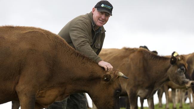 THOUGHT THROUGH: From top: Gary Watson among his herd, which includes about 450 calving cows. Picture: CHRIS KIDD