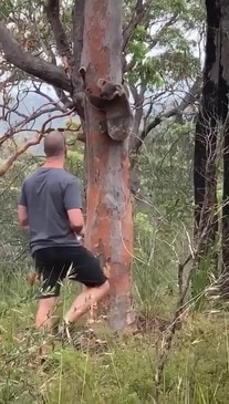 Koala sighting in Kulnura. Video by Alicia and Stephen Owen