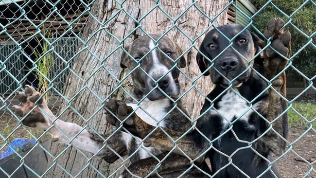 Catahoula puppies Emmie and Exotic (four months old) at the Country Companion Animal Rescue in Helensburgh. Picture: Dylan Arvela